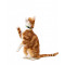 TT-ReflCatCol-Moss